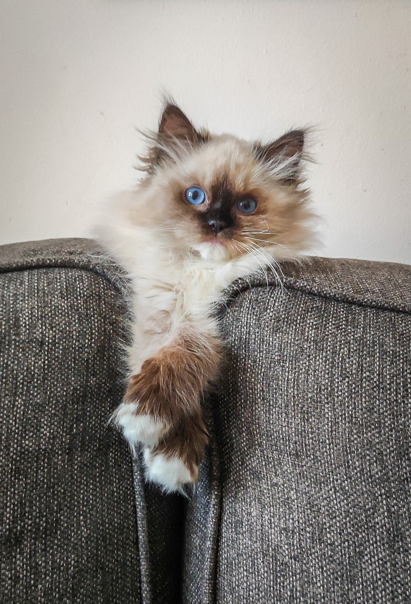 /images/Galeria/Ragdoll Rajongók Rezidenciája/15 Julianna Kleiber Bujdosó - Mici.jpg